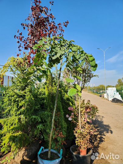 Вяз шершавый