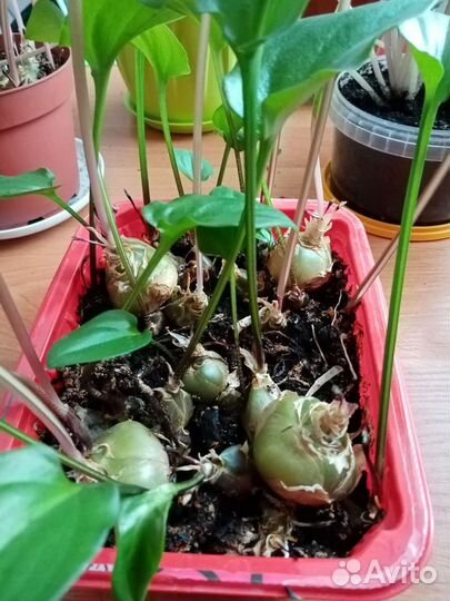 Дримиопсис