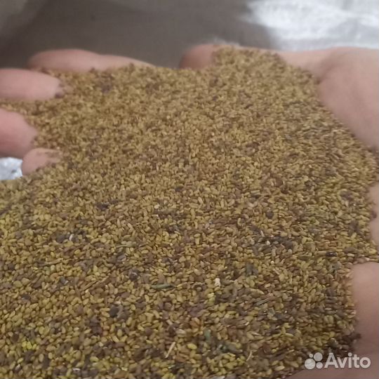 Семена люцерны,гост