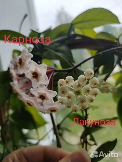 Пеперомия(14.08 обновлено)