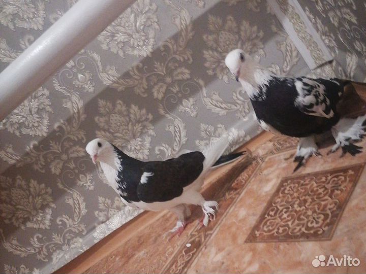 Продажа голубей