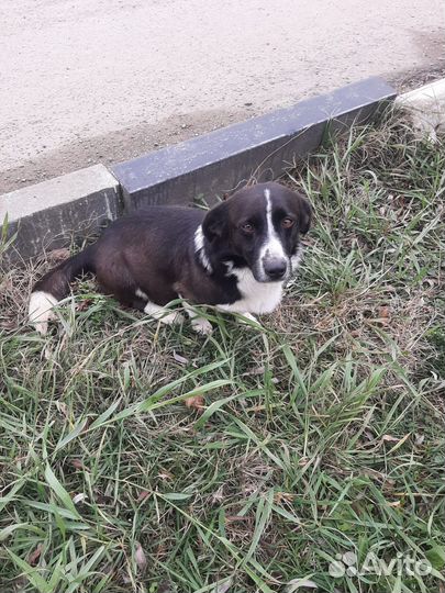 Собаки бесплатно в добрые руки