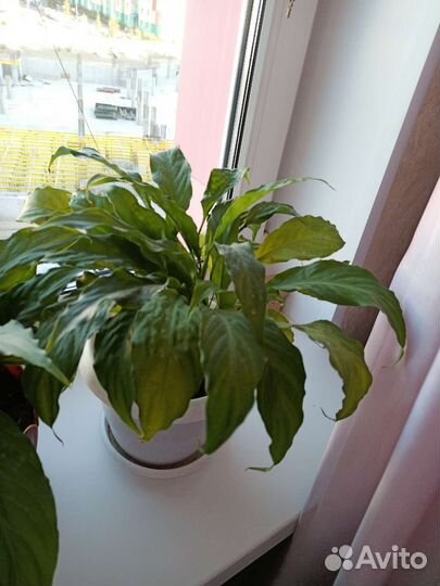 Спатифиллум, кротон