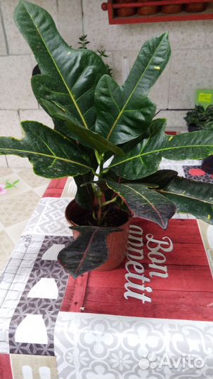 Кодиеум кротон