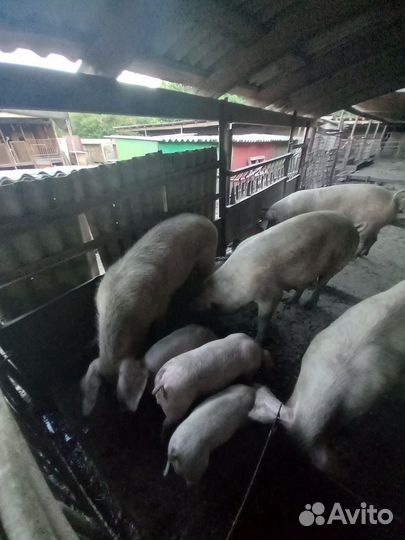 Поросята