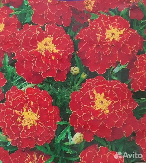 Астра,цинния,бархатцы