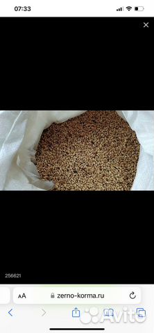 Пшеница с бесплатной доставкой. Реальная цена