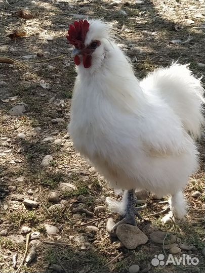 Петушки карликовые