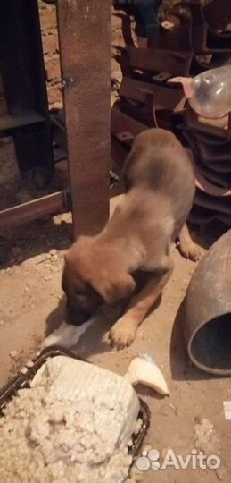 Собака в добрые руки отдам бесплатно