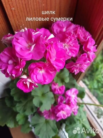 Пеларгония герань сортовая