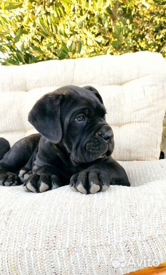 Щенки кане корсо