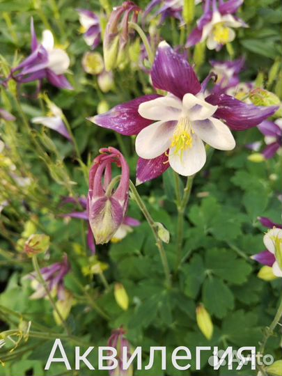 Аквилегия