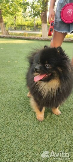 Вязка собак шпиц