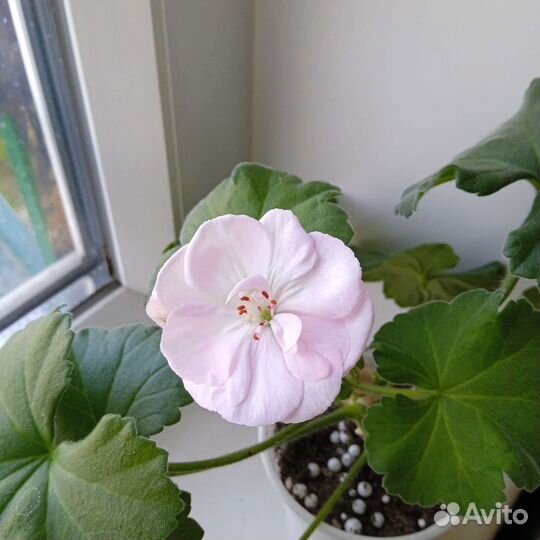 Сортовые пеларгонии