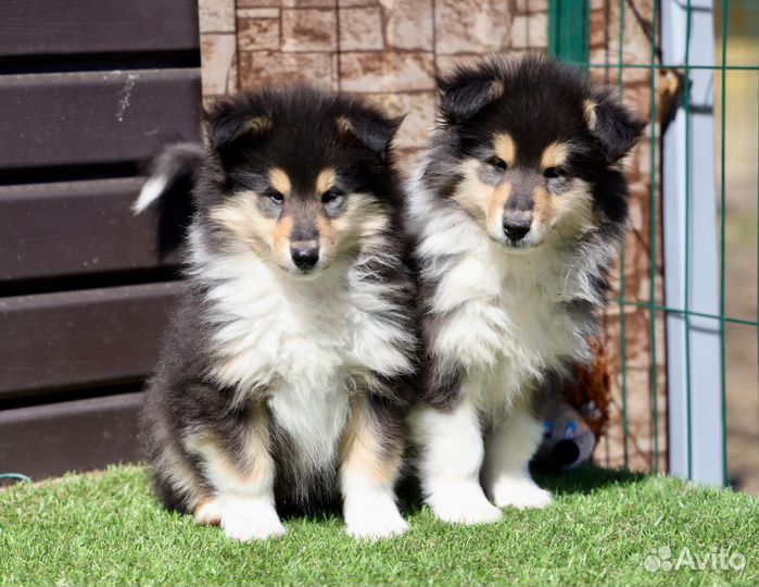 Щенки колли