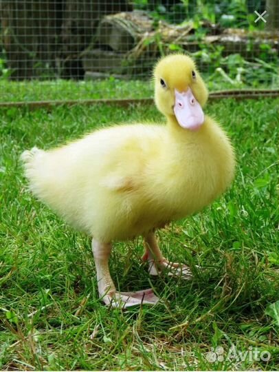 Линда гусята