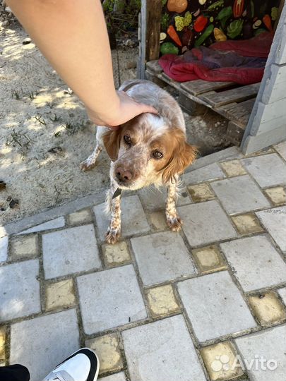 Бретонский эпаньоль