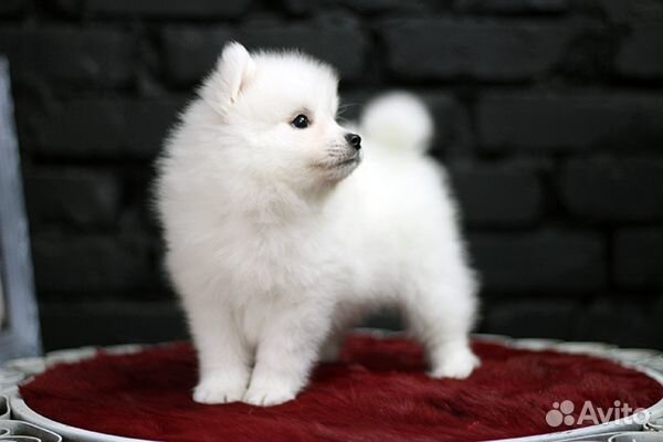 Обаятельные щенки Японского шпица