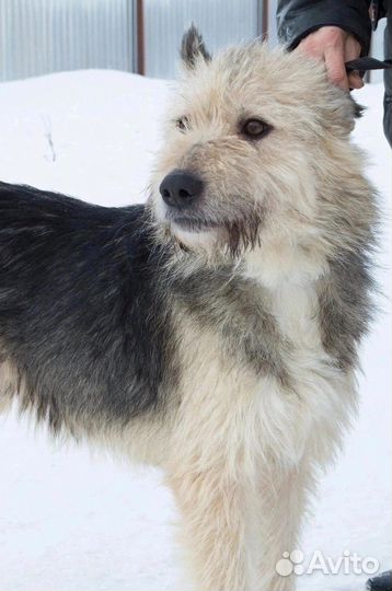 Собака в добрые руки отдам бесплатно
