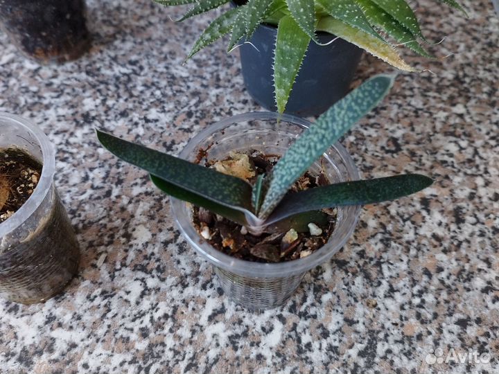 Кактусы и суккуленты бесплатно