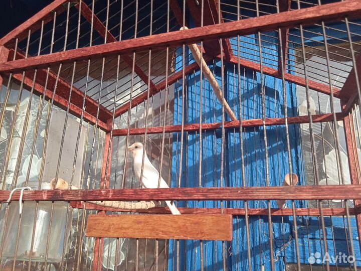 Канарейка кенар