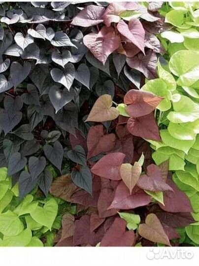 Ипомея батат взрослые и черенки