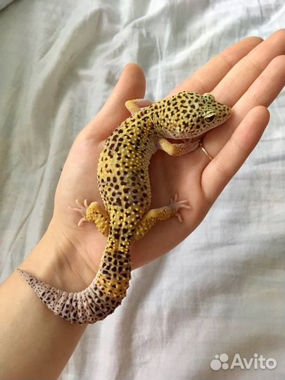 Ящерица эублефар