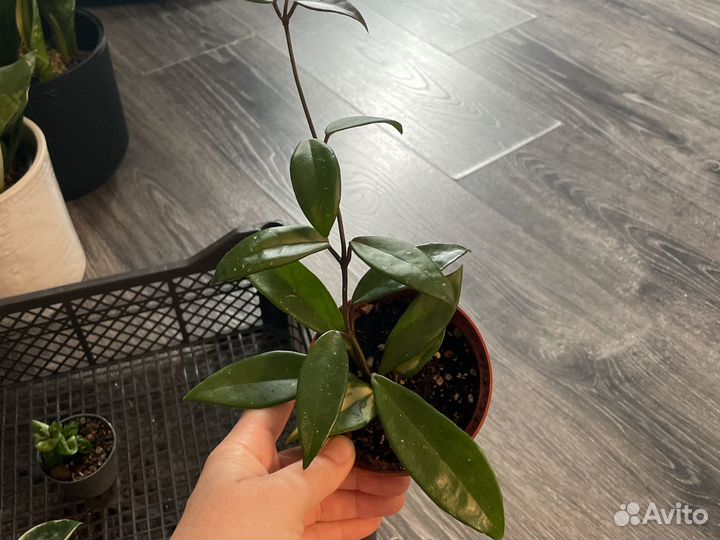 Хойя разные