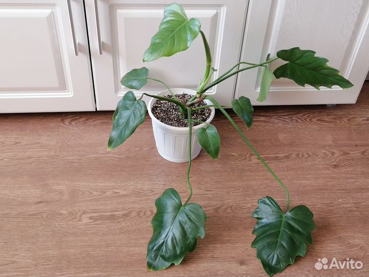 Филодендрон