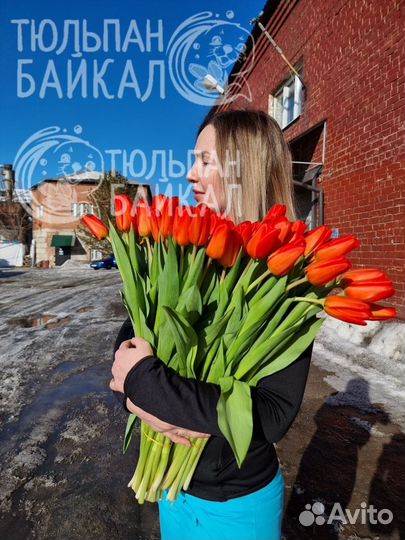 Королевские тюльпаны