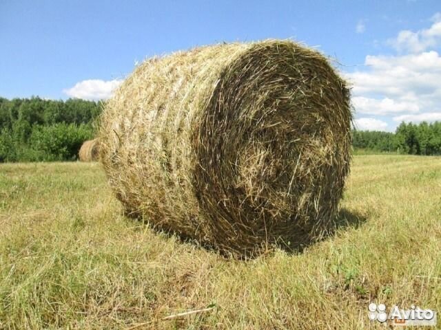 Сено в рулонах