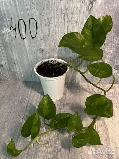 Сциндапсусы