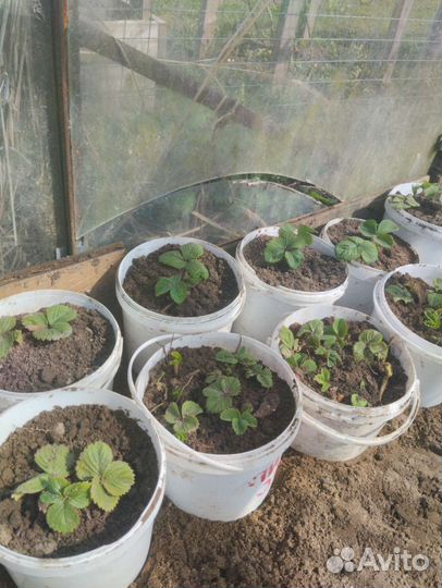 Рассада клубники с корнями