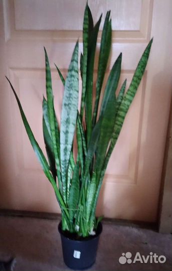 Крупные напольные растения