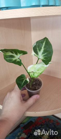 Сингониумы