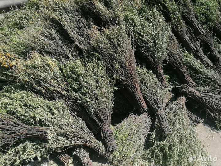 Метла сибирьковая