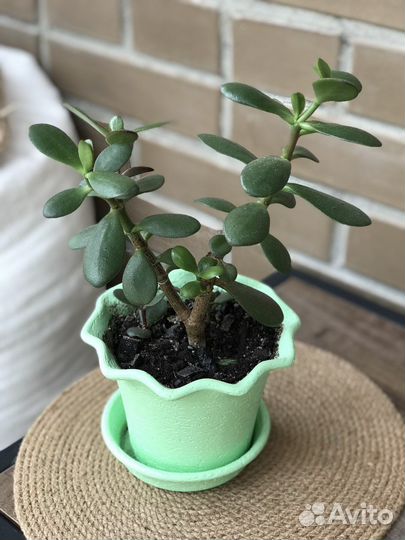 Цветы комнатные