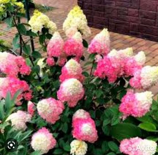 Гортензии(+4-ая в подарок) сортов много