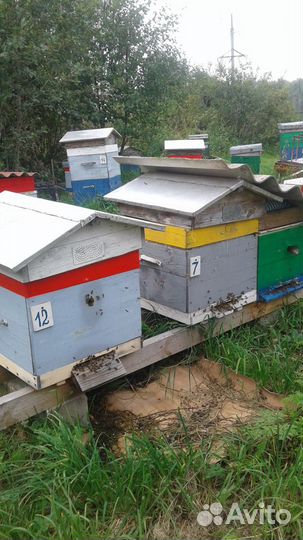 Пчелы. Ульи