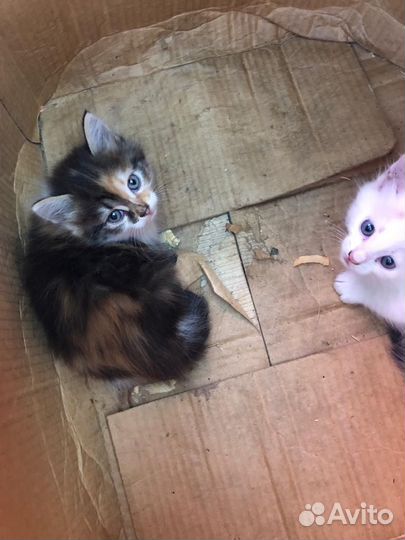 Котята в добрые руки