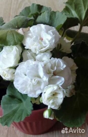 Пеларгонии сортовые