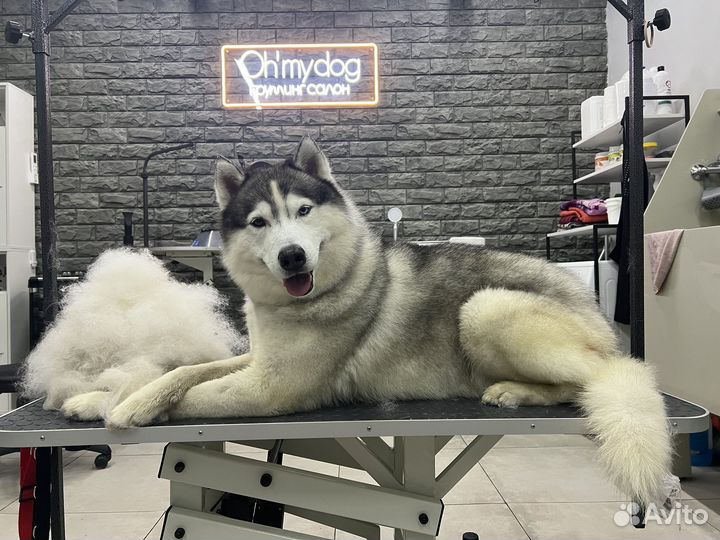 Экспресс линька собак и кошек