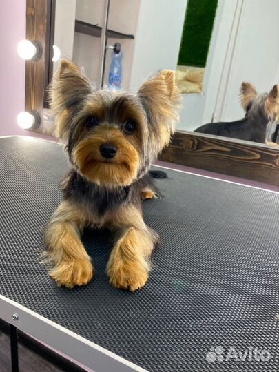 Беспалатная стрижка для вашего питомца