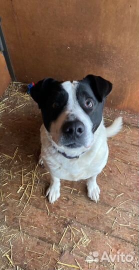 Умут ищет дом