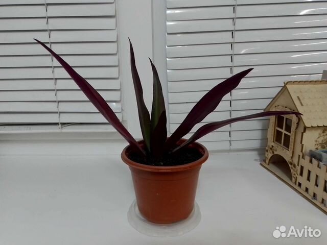 Традесканция