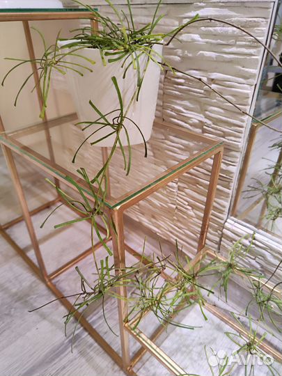 Хойя ретуза и другие сорта