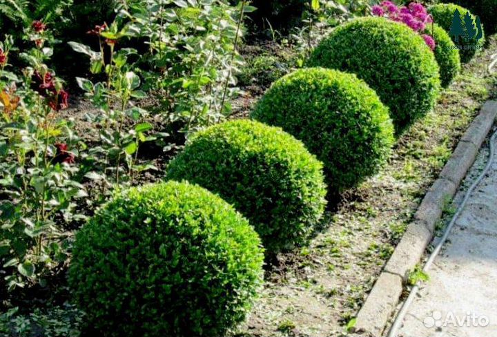 Самшит с доставкой