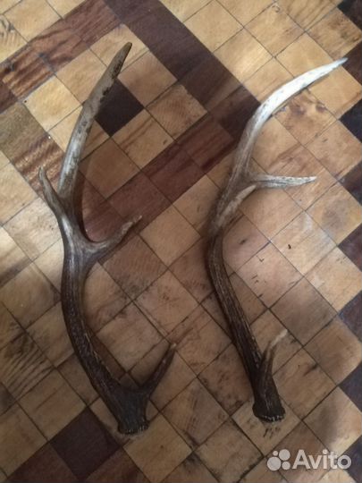 Продам рога лося