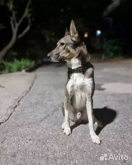 Собака в добрые руки