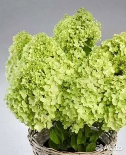 Гортензия панателла, панорама